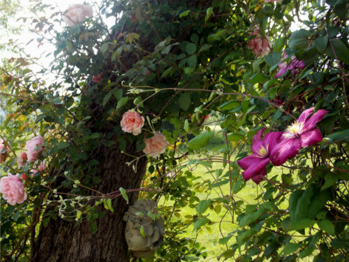 Gite-Le-Couturon-Allier-rosiers